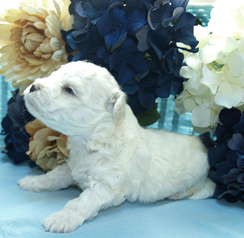 Bichon Frise Puppy Oregon Bichon Frise Puppy Oregon