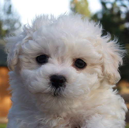 Bichon Frise puppy in Oregon