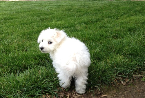 Bichon Frise puppy oregon