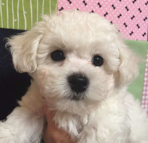 Bichon Frise Puppy Oregon