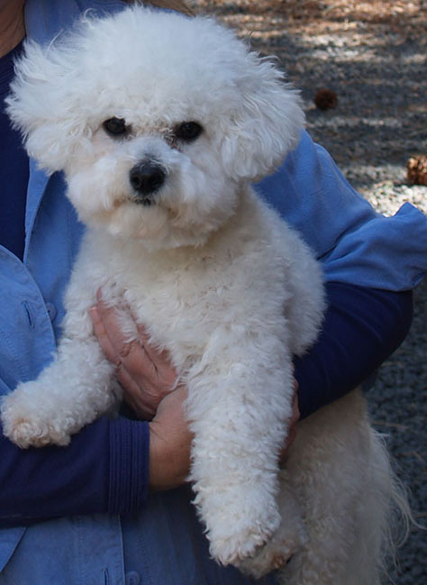 Jodee Bichon Frise Vancouver Wa