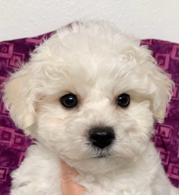 Bishon Frise Puppy Oregon