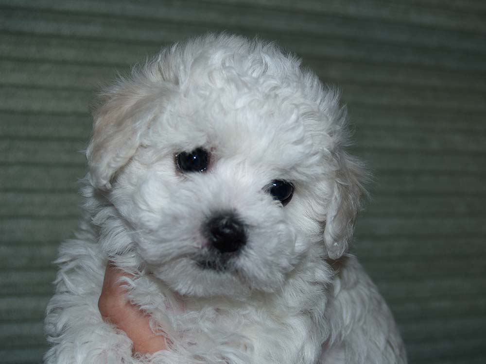 Bichon Puppy