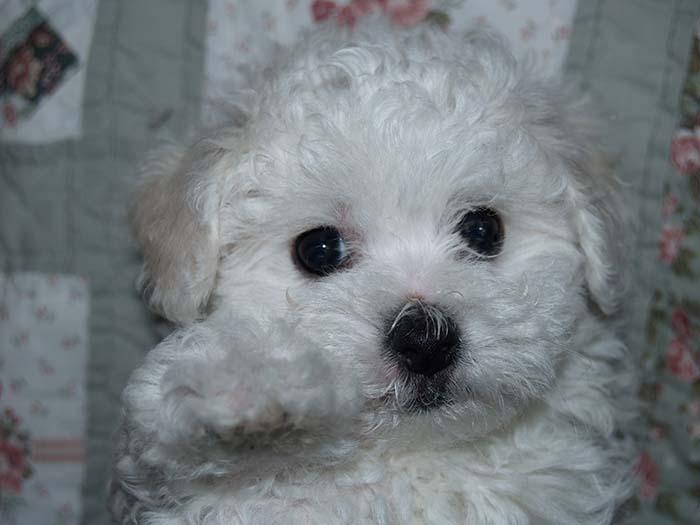 Bichon Frise baby Washington