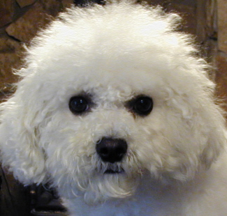 Bichon Frise in Oregon