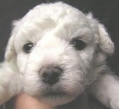 Bichon frise puppies in oregon