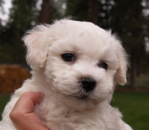 Bichon puppy 6 weeks
