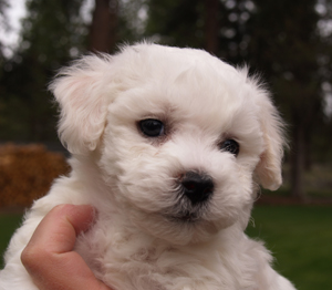Bichon puppy 6 weeks Bichon puppy 6 weeks