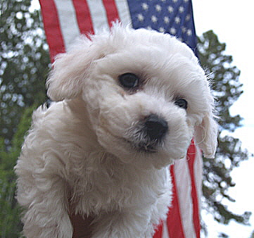 Bichon Puppy in Oregon Kenny Bichon Puppy in Oregon Kenny