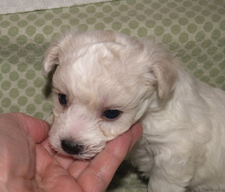 Bichon Frise Puppy 4 weeks in Oregon