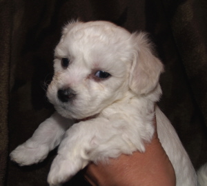 Bichon Frise baby 5 weeks