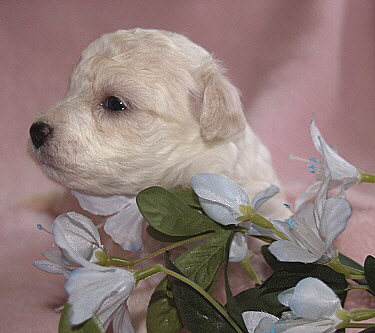 Bichon Frise Female puppy