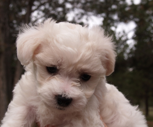 Oregon Bichons