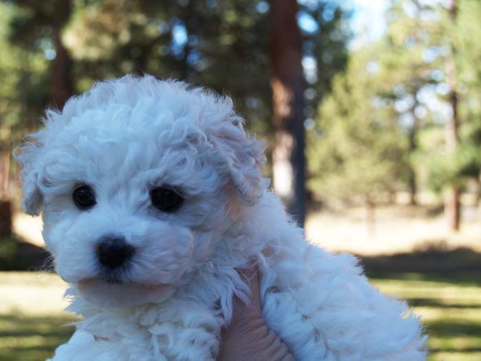 Bichon Frise Puppy Sisters Oregon