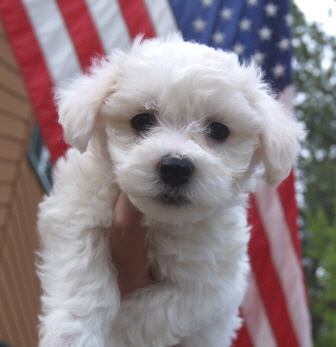 Bichon puppy Mandy Bichon puppy Mandy