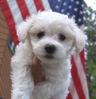  Bichon puppy Mandy