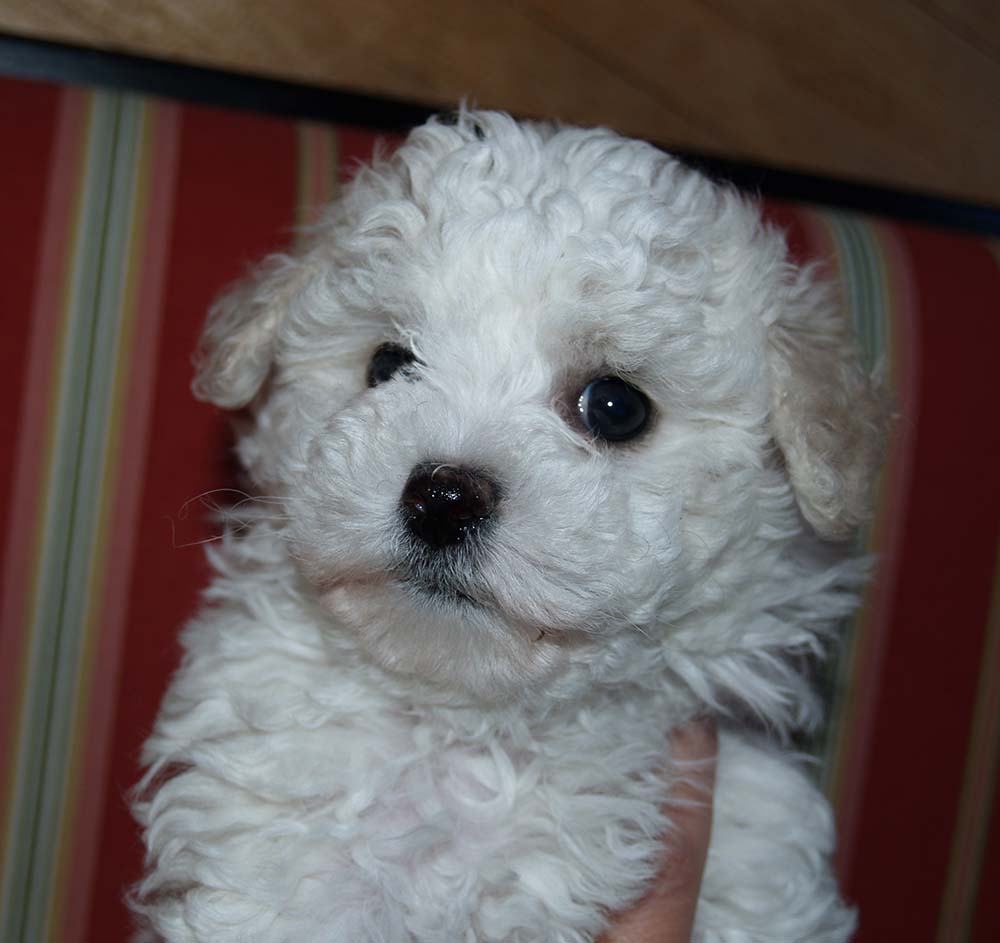 Mandy 7 week old Bichon Frise