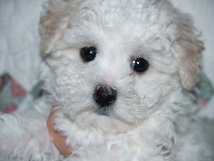 Bichon Frise puppy Oregon