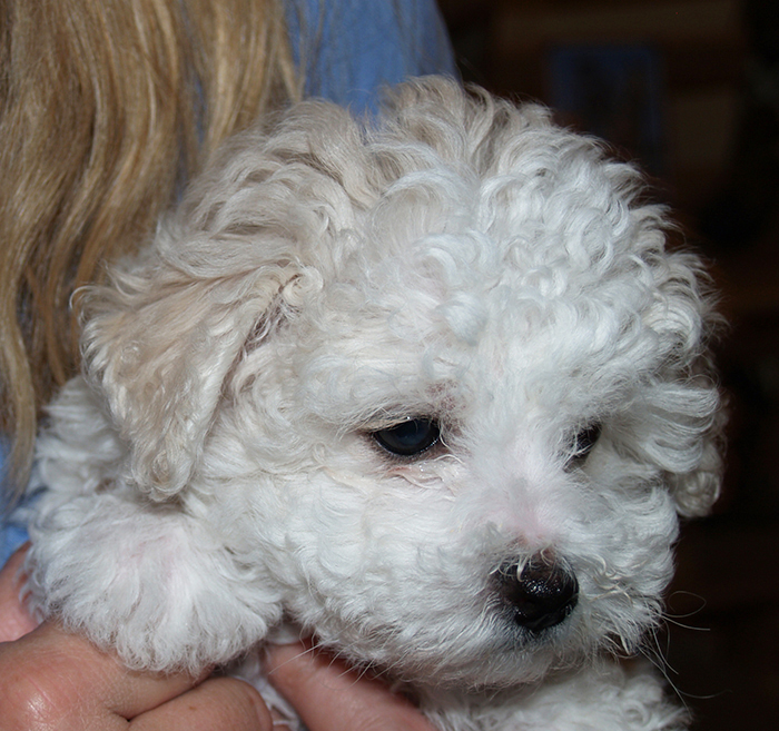 Mandy Bichon Frise 9 weeks