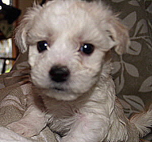 Bichon Female puppy Oregon