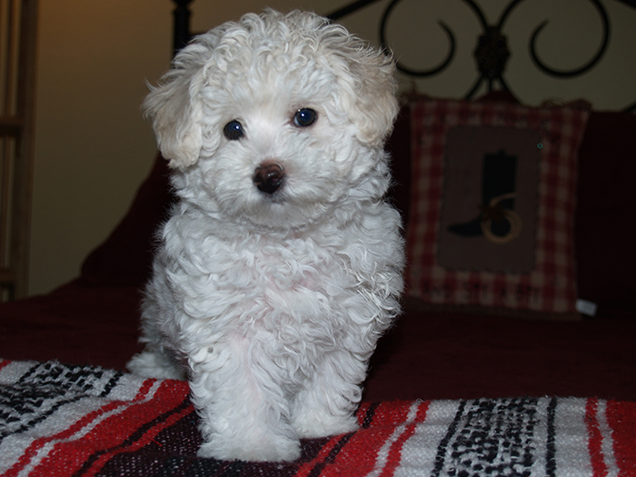 Bichon Frise Oregon 10 weeks