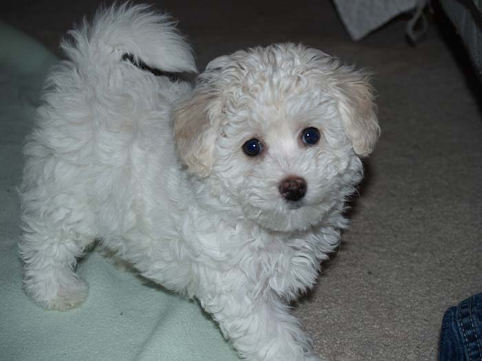 Bichon Frise puppy 9 weeks