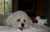 bichon frise with stuffed toy Toby