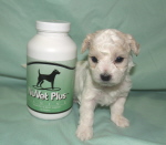 Nuvet Plus Nuvet Plus