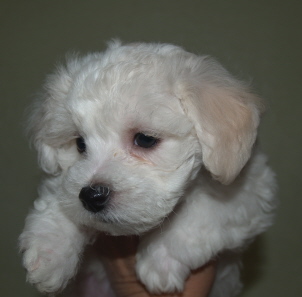 Bichon Puppy Bichon Puppy