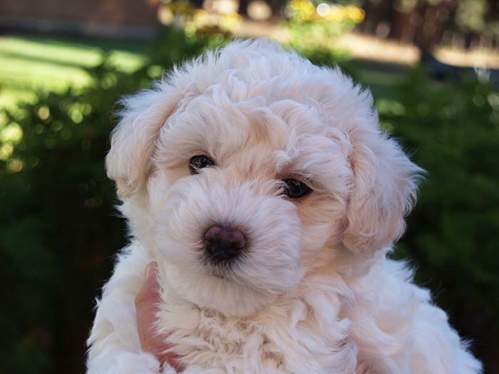 Bichon puppy Oregon