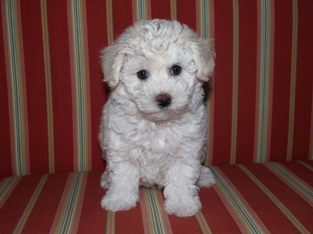 Bichon Puppy 8 weeks