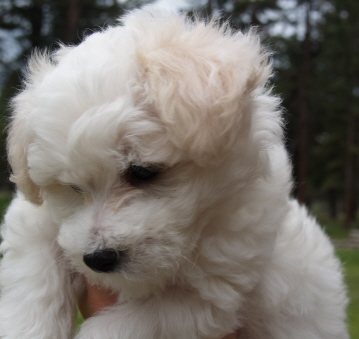 Bichon Frise puppy 8 weeks