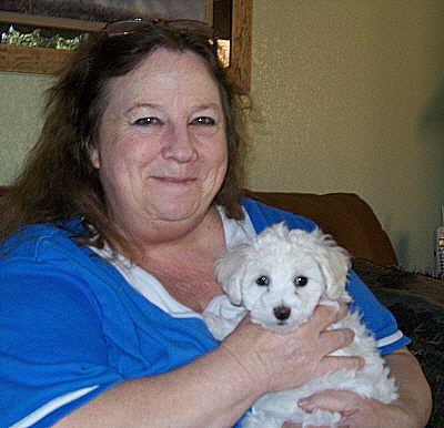 Bichon Frise Puppies