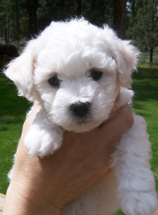 bichon puppy questionnaire