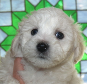 Bichon Breeder Oregon