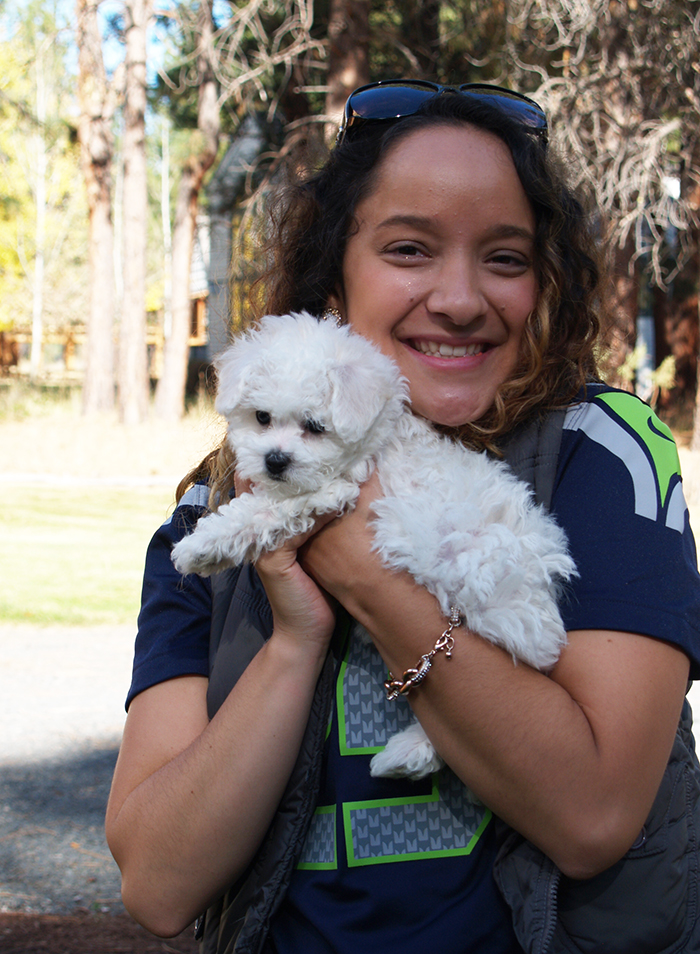 Bichon Puppy Washington