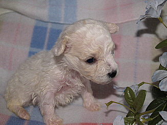 Bichon puppy tim