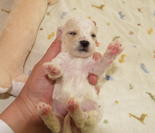 Bichon Frise puppy Tim Bichon Frise puppy Tim
