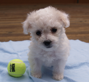 bichon frise puppy