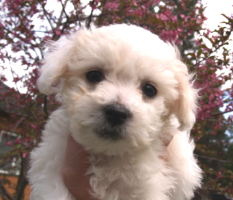 Bichon puppy Time