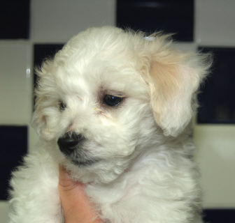 Bichon puppy 8 weeks