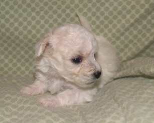 Bichon Puppy 4 weeks