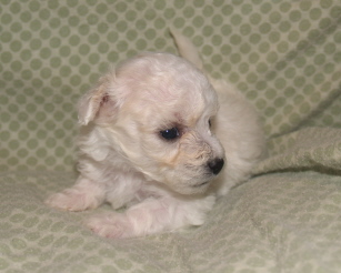 Bichon Puppy 4 weeks Bichon Puppy 4 weeks