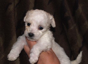 Bichon Frise puppy in Oregon Bichon Frise puppy in Oregon