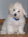 Bichon Frise puppies in oregon