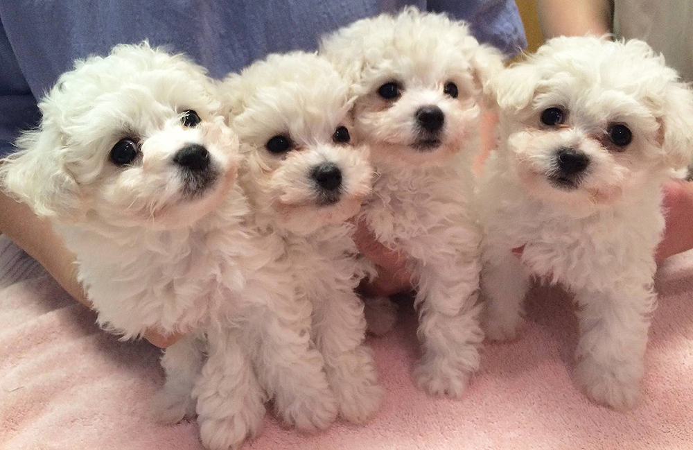 Luv'n Country Bichon Frise Puppies