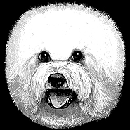 Bichon Frise