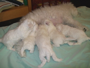 Bichon Frise Puppies in Oregon