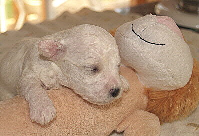 Bichon Frise puppy Kenny