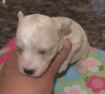 Bichon Frise Puppy Mandy